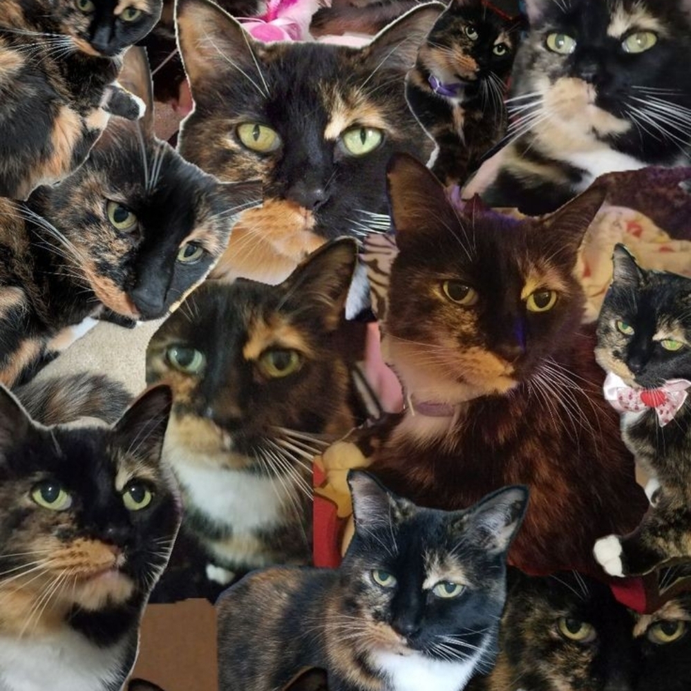 Meet your Posh Ambassador, C